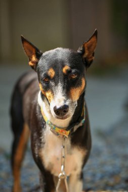 Yerli köpek Tayland 'da kırsal yolda yürüyor..