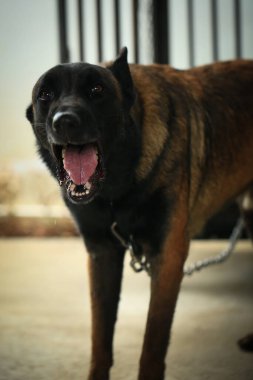 Saldırgan köpek, Belçika Malinois