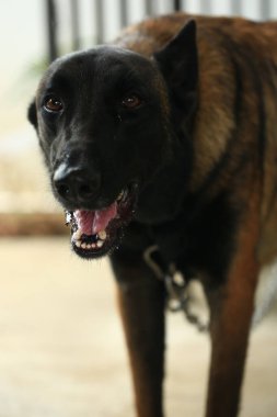 Saldırgan köpek, Belçika Malinois