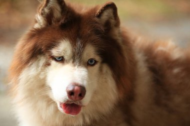 Zeki erkek Alaska Malamute köpek cinsi
