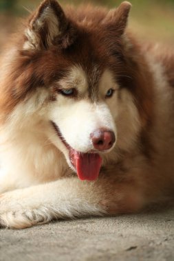 Zeki erkek Alaska Malamute köpek cinsi