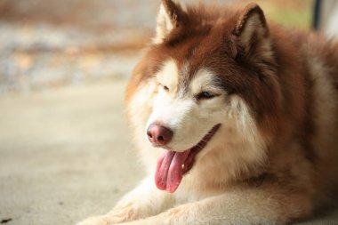 Zeki erkek Alaska Malamute köpek cinsi