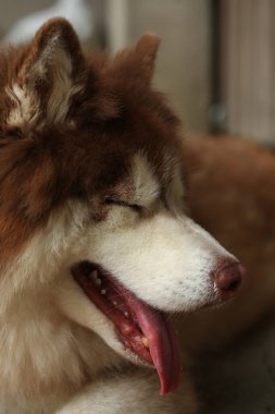 Zeki erkek Alaska Malamute köpek cinsi