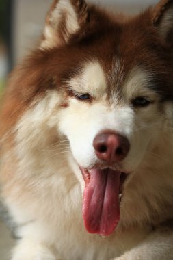 Zeki erkek Alaska Malamute köpek cinsi