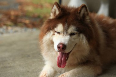 Zeki erkek Alaska Malamute köpek cinsi