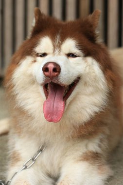 Zeki erkek Alaska Malamute köpek cinsi
