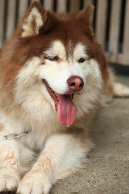 Zeki erkek Alaska Malamute köpek cinsi