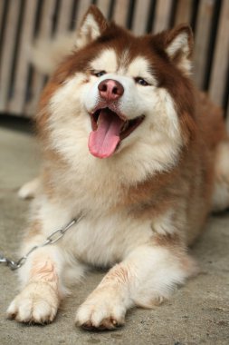Zeki erkek Alaska Malamute köpek cinsi