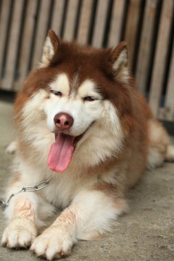 Zeki erkek Alaska Malamute köpek cinsi
