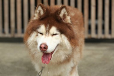 Zeki erkek Alaska Malamute köpek cinsi