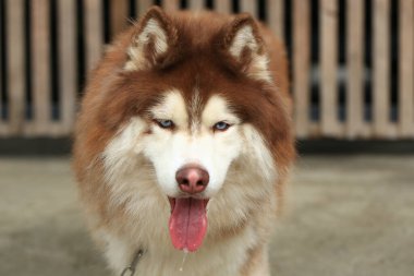 Zeki erkek Alaska Malamute köpek cinsi