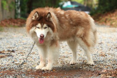 Zeki erkek Alaska Malamute köpek cinsi