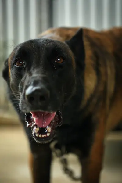 Saldırgan köpek, Belçika Malinois