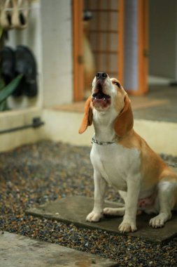 Tatlı bir av köpeği portresi, genç kahverengi bir av köpeği.. 