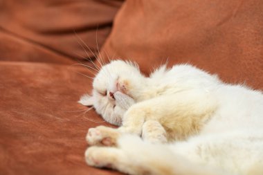 Beyaz kedi kanepede dinleniyor.