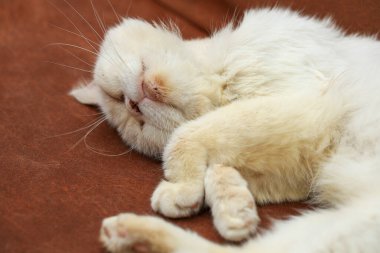 Beyaz kedi kanepede dinleniyor.