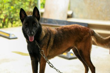 Zeki erkek Belçikalı Malinois Köpek Cinsi 