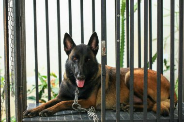 Zeki erkek Belçikalı Malinois Köpek Cinsi 