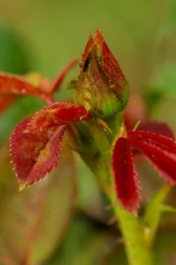 Bahçedeki çocuk odasında güller yetişiyor..