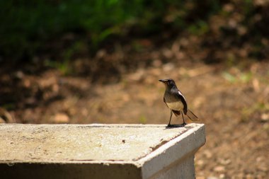 Bir kuş, bir ağaçta avını arıyor, Grandis.