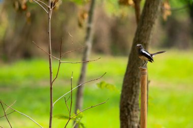 Bir kuş, bir ağaçta avını arıyor, Grandis.