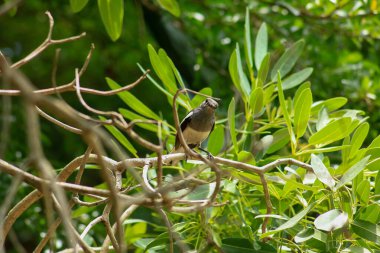 Bir kuş, bir ağaçta avını arıyor, Grandis.