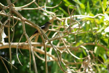 Bir kuş, bir ağaçta avını arıyor, Grandis.