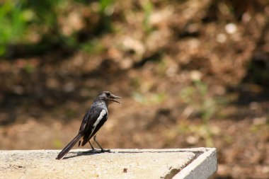 Bir kuş, bir ağaçta avını arıyor, Grandis.