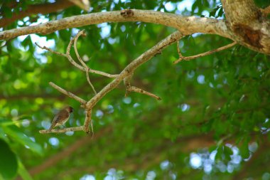 Bir kuş, bir ağaçta avını arıyor, Grandis.