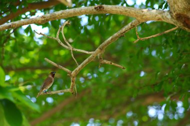 Bir kuş, bir ağaçta avını arıyor, Grandis.
