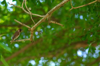 Bir kuş, bir ağaçta avını arıyor, Grandis.