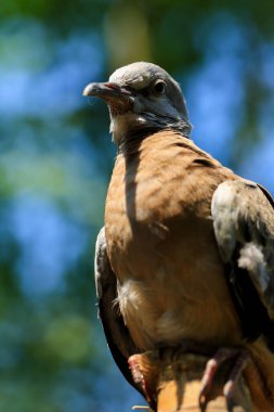 Kuşun portresi, kuşun gözlerine 