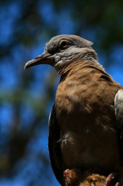 Kuşun portresi, kuşun gözlerine 