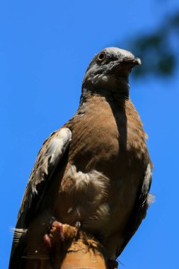 Kuşun portresi, kuşun gözlerine 