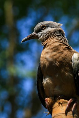 Kuşun portresi, kuşun gözlerine 