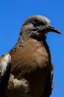 Kuşun portresi, kuşun gözlerine 