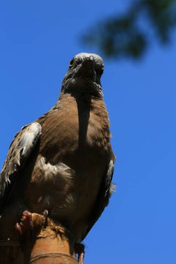 Kuşun portresi, kuşun gözlerine 