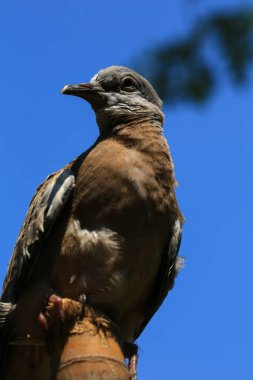 Kuşun portresi, kuşun gözlerine 