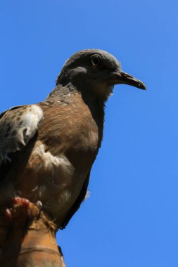 Kuşun portresi, kuşun gözlerine 