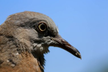 Kuşun portresi, kuşun gözlerine 
