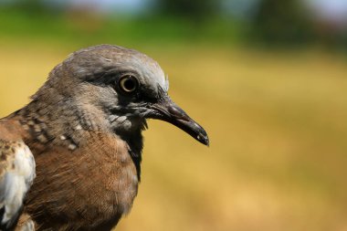 Kuşun portresi, kuşun gözlerine 