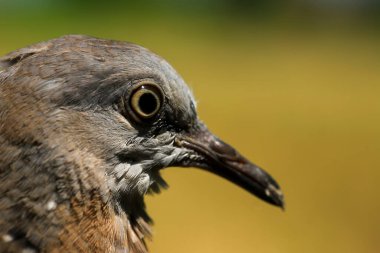 Kuşun portresi, kuşun gözlerine 