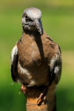 Kuşun portresi, kuşun gözlerine 