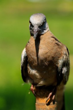 Kuşun portresi, kuşun gözlerine 