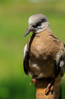 Kuşun portresi, kuşun gözlerine 