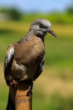 Kuşun portresi, kuşun gözlerine 
