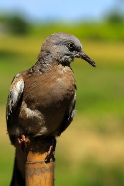 Kuşun portresi, kuşun gözlerine 