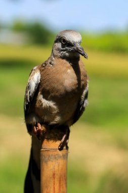 Kuşun portresi, kuşun gözlerine 