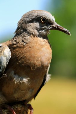 Kuşun portresi, kuşun gözlerine 