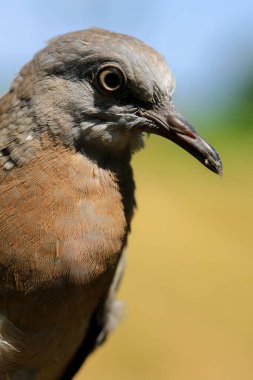 Kuşun portresi, kuşun gözlerine 